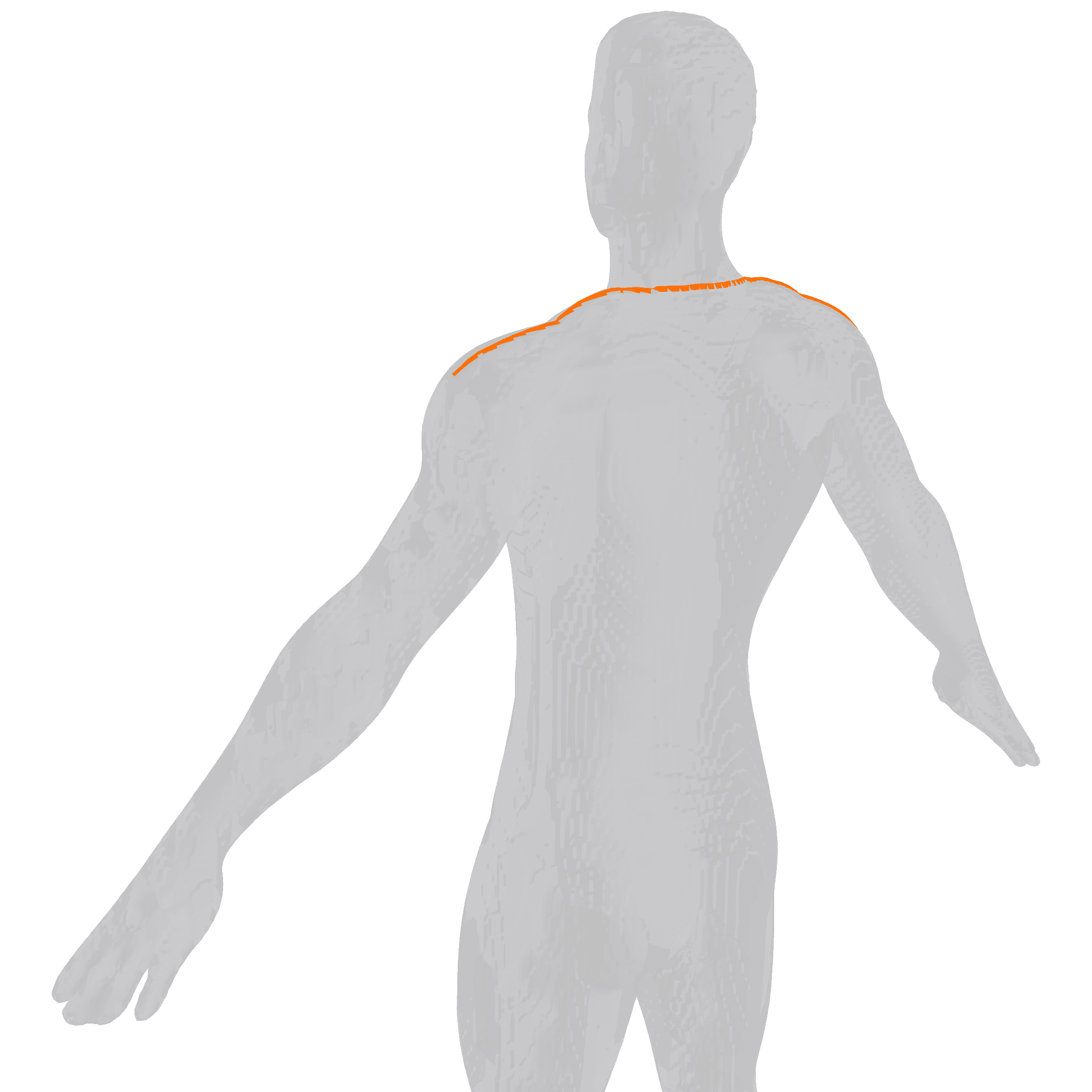 Shoulder measurement diagram, man
